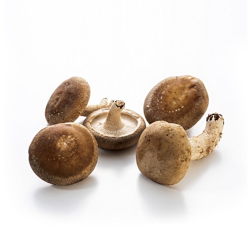 국내산 무농약 생표고 버섯 알뜰형 못난이 파지 1kg, 1개