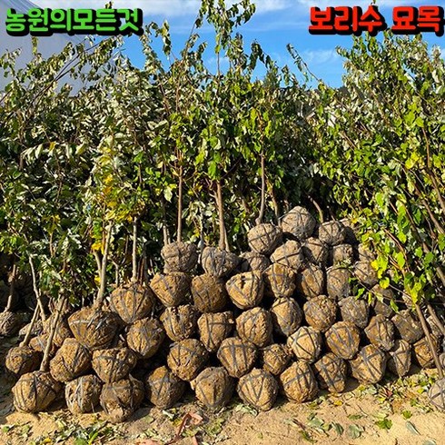 보리수 - 왕 보리수나무 묘목 3년생 결실주 과실수, 1개