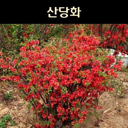 가든농원 산당화 묘목 흑광 50cm 개화주 빨강꽃 야생화 명자나무, 1개