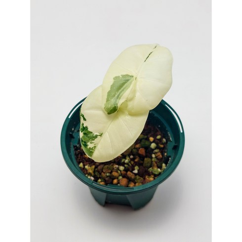 알로카시아무늬프라이덱 - Alocasia Frydek Variegated 알로카시아 프라이덱 바리에가타 무늬프라이덱