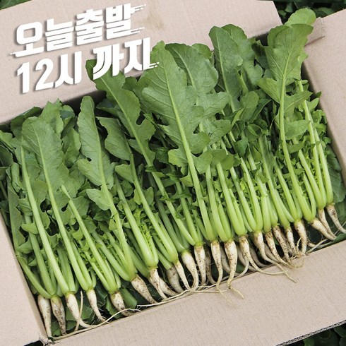 열무 - 포천 싱싱 어린 열무 얼갈이 채소한의 식탁, 어린열무4kg, 1개