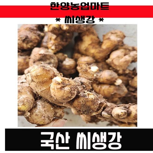 씨종자-국내산 서산 씨생강 촉틔운 싹틔운 생강 종자 1KG 국산, 1개