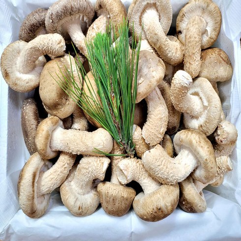 송화버섯 - 송향버섯(송화 송고 착한 송이버섯) 농가직송 무농약친환경, 표준형 1kg, 1박스