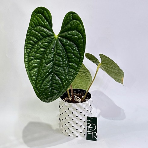 안스리움 럭셔리안스, 1개