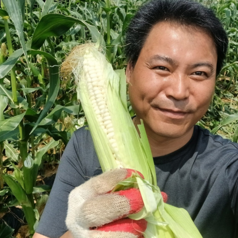 옥수수삶기 - 제철 괴산 대학 찰옥수수 효능 삶는법, 60개