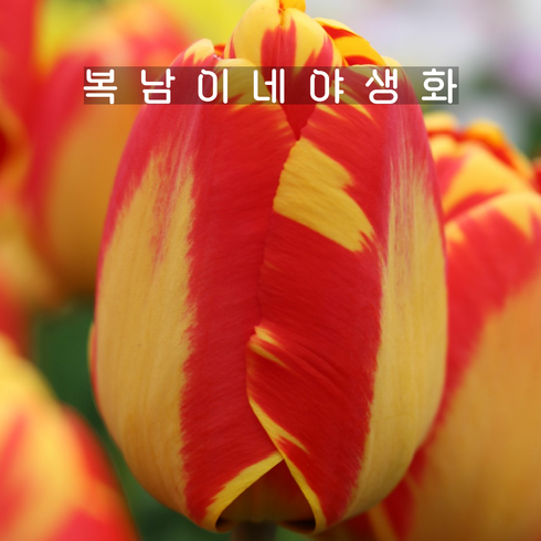 복남이네야생화 - 구근 튤립 반야루카 [15구 복남이네야생화 추식구근 튜울립 반자루카 tulip], 15개