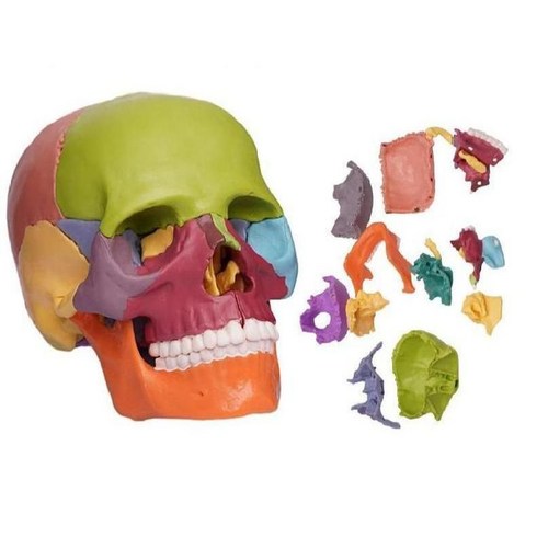 두개골 모형 인체 해골 해부학 분리형 교육용 의료, 해골탈부착가능22개부품