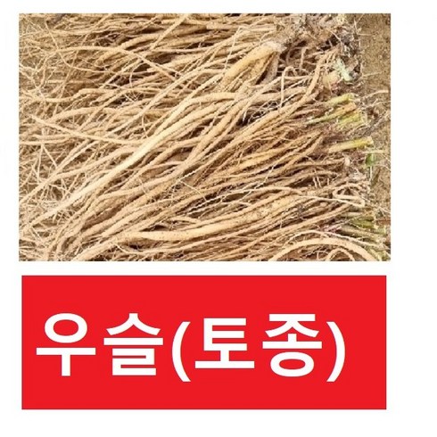 통 우슬300g (국내산) (썰어진 절단 우슬 아님) 통우슬 토종 1형 우슬, 300g, 1개