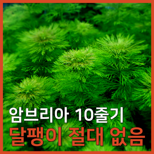 수초 - [수초농부] 암브리아 초보자용 달팽이 없는 수초, 10개