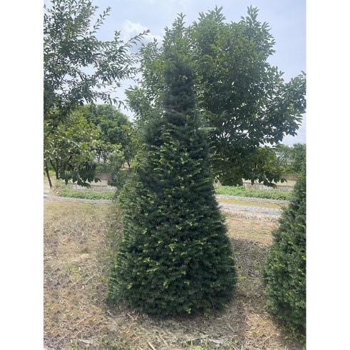 주목나무 80cm 정원 생울타리 나무 상록수 침엽수, 1개