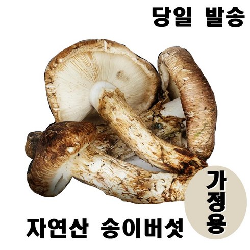 2024년 최고급 자연산 송이 버섯 자연 추석 설날 명절 선물세트, 가정용 1kg