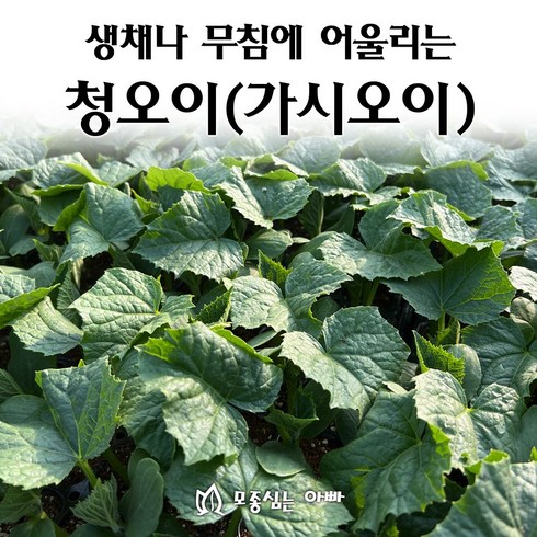 [모종심는아빠] 생채나 무침에 어울리는 청오이, 모종10개, 1개