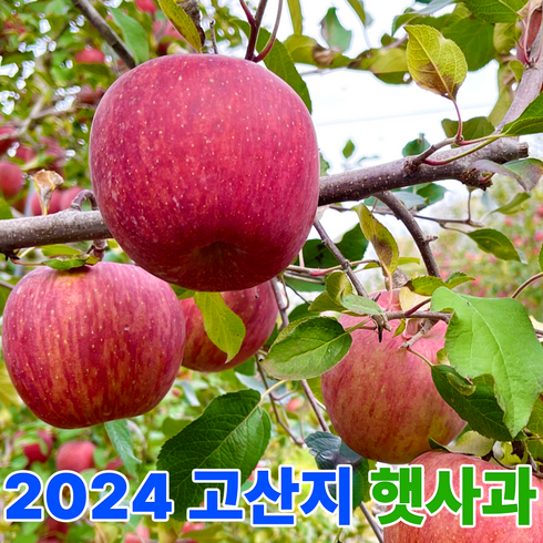경북사과 - 고산지 껍질째먹는 아삭한 고당도 안동 청송 햇사과, 1개, 4.5kg