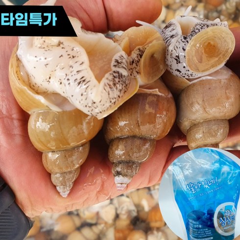 백골뱅이 - 7요일마켓 산지직송 동해안포항 당일조업 자연산 백고동 생물 백골뱅이 산소포장, 1개, 중소사이즈 35~40미내외 (1kg 기준)