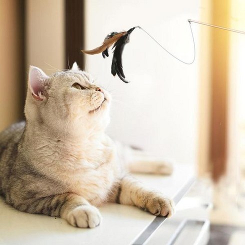 반려동물 개폐식 깃털 낚싯대 3단낚시대 광섬유 고양이반딧불대 고양이대, As picture