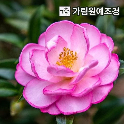 삼색병꽃나무 - 병꽃나무 묘목 삼색병꽃 6치화분 개화주 서산조경마켓, 3개