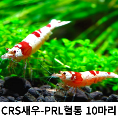 [안전한 배송] CRS새우 - PRL혈통 새우 관상용 레드비 crs레드비, 10마리