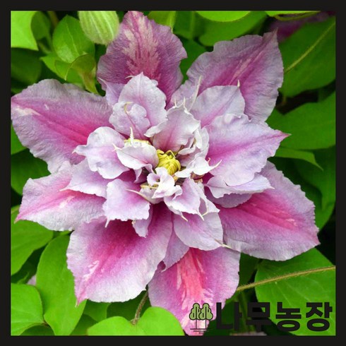 클래마티스 - (나무농장) 클레마티스(크레마티스) 피루 P9 포트, 1개