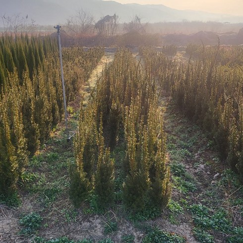 [충북농원] 힉시 선주목 주목나무 분묘, H1.0/분