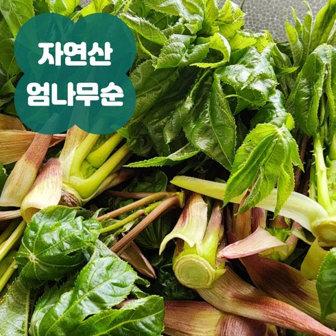 국내산 자연산 엄나무순 개두릅 야생 최상품, 1개, 1kg