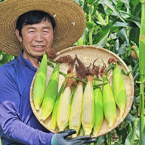 강원도옥수수 - 강원도 찰옥수수 산지직송, 20개