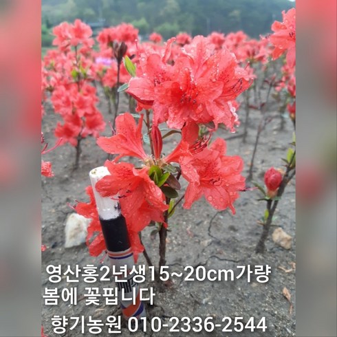 철쭉 묘목 2년생 판매, 50주, 영산홍