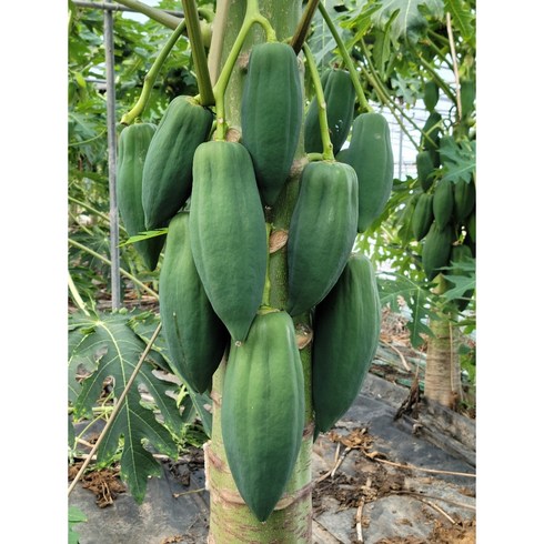 thegiver - PAPAYA 그린파파야, 10kg, 1개