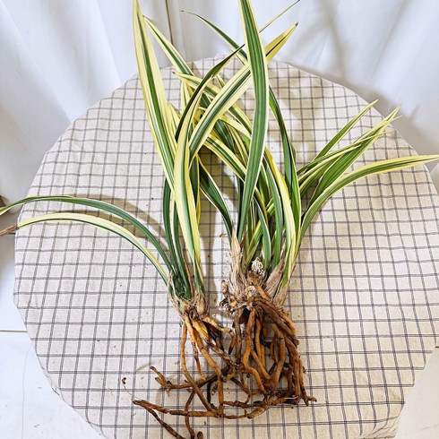 청년농부 황금일향 2촉단위 동양란 난 개업화분 축하화분 난화분, 1개