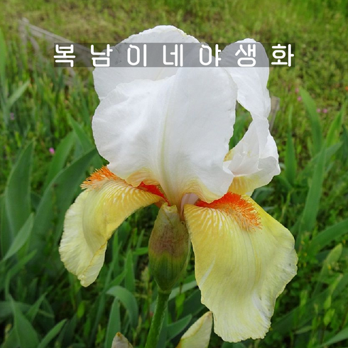 저먼아이리스 - 저먼아이리스 할로윈할로 [1포트 복남이네야생화 모종 흰붓꽃 iris], 1개