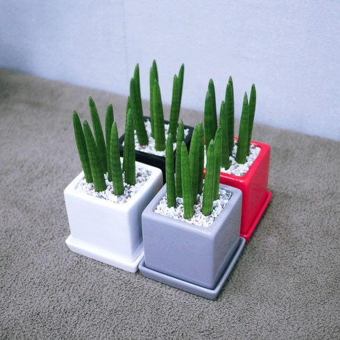 꽃피우는청년 소형 스투키 1+1 음이온 생성 실내공기정화식물 (유광 사각 화분), 화이트+화이트