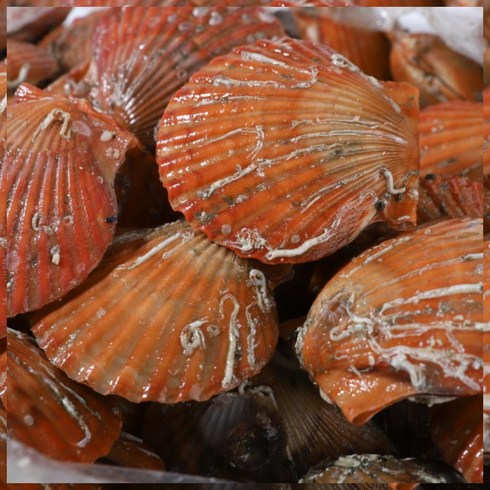 통영 생물 홍가리비 1kg 2kg 3kg 5kg 세척 가리비 제철 손질 조개 구이, <a.3> 홍가리비 3kg, 6개’/></a></p>
<p class=
