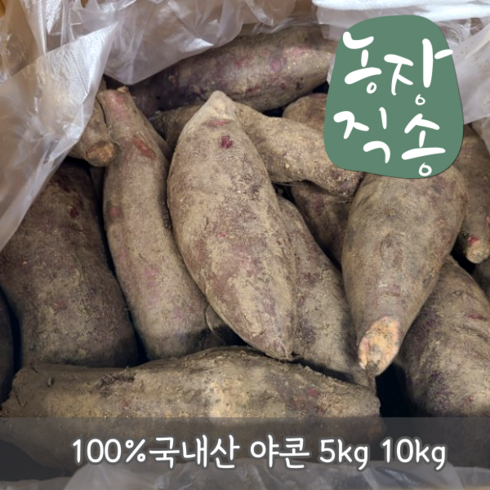 [국내산 산지직송] 아삭하고 달콤 특품 야콘 레드야콘 당뇨 변비 빈혈개선 땅속의 배 땅속과일 5kg 10kg, 1개, 일반야콘5kg