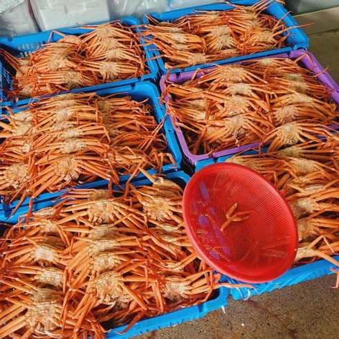 포항 구룡포 연지홍게 3kg 라면용 자숙, B급 연지 홍게 3kg, 1개