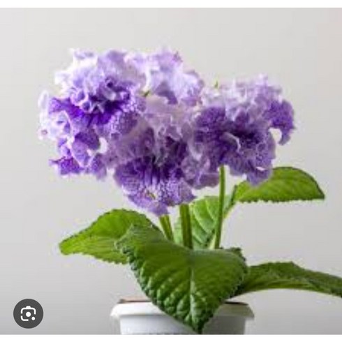 스트렙토카르푸스 DS-굿보이, 1개