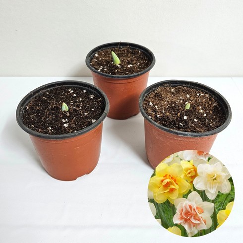 수선화 1+1+1 총3개 추식구근 화분 세트 봄꽃 키우기