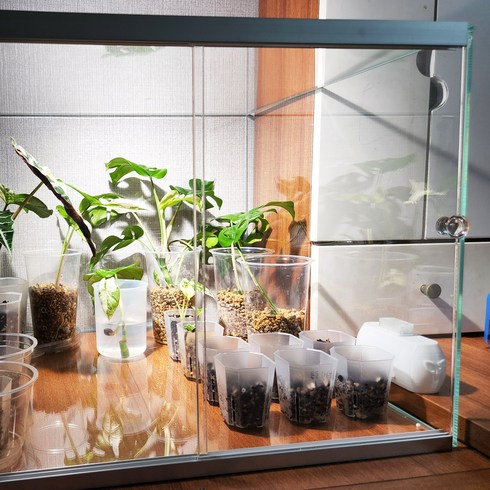 가정용 식물 실내온실 미니온실 비닐하우스 유리 베란다 온실 온실장, 샤인 60 x 45 x 45 2문, 1개
