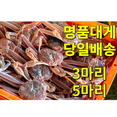 [산지직송](활게 생물) 최상급 영덕대게 박달대게 구룡포 게 3마리 5마리, 1개, [소] 5마리