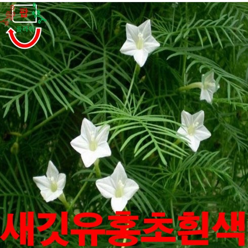 유홍초 - (희귀씨앗) 새깃유홍초 흰색 5립, 1개