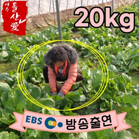 [여수돌산애] 여수 돌산갓 돌산 생갓 5kg 10kg {대량납품전문} 당일수확 산지직송 청갓 갓장아찌용 갓피클용 김장용 갓김치용 여수갓, 20kg, 1개