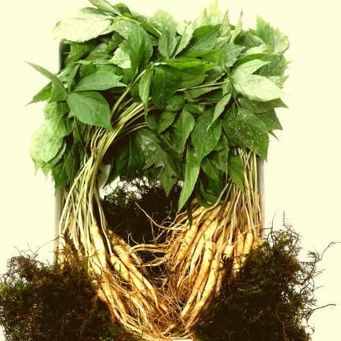 2024년 가성비 최고 명절부모님선물 - 디카운티 새싹삼 선물용 설선물 세트 최상품 추석 명절 부모님 선물 세트 보자기포장, F. 2년근 새싹삼 소 500뿌리