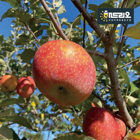 후지(부사) 껍질째먹는 아이에게 주는 사과 가정용, 1박스, 10kg