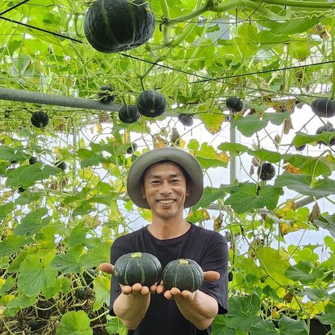 제주 미니 단호박 밤호박 제주청춘농장, 1박스, 3kg (못난이8-12개)