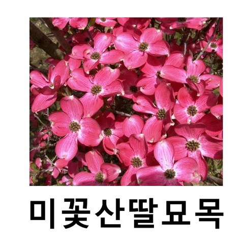 산딸나무 - 미꽃산딸나무 묘목 스칼렛파이어 접목1년 특묘