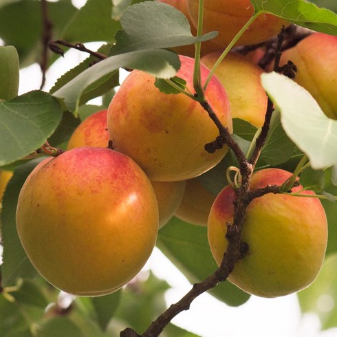 묘목/플럼코트 자두+살구(심포니)/접목1년- 2주묶음 TD236