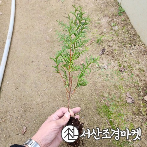 편백나무묘목 - 편백나무 묘목 실생3년 서산조경마켓, 20개