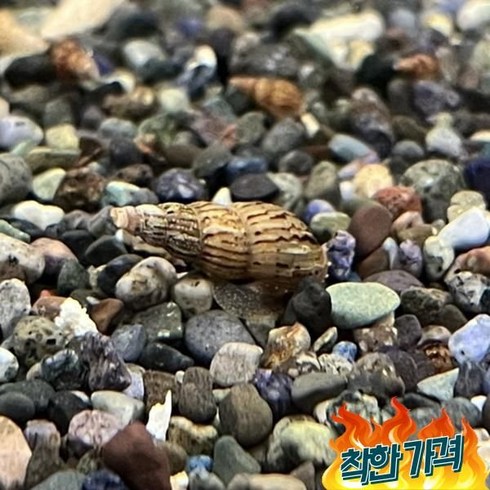 뾰족달팽이 - 뾰족달팽이 트럼펫스네일 1마리 열대어, 1개