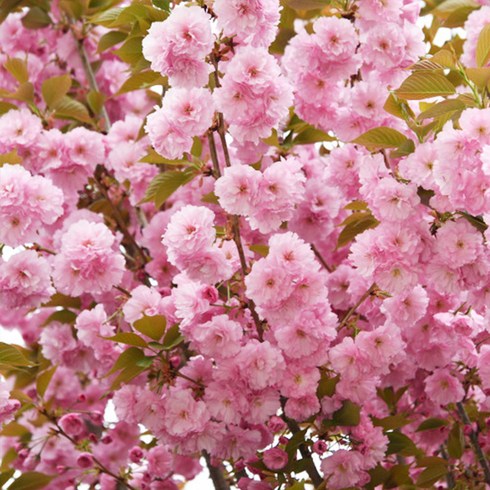 리서스원예 겹벚나무 벚나무 묘목 꽃나무 접목1년 특묘, 겹벚나무 접목1년 특묘, 1개