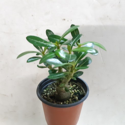 사막위에 장미~석화, 1개