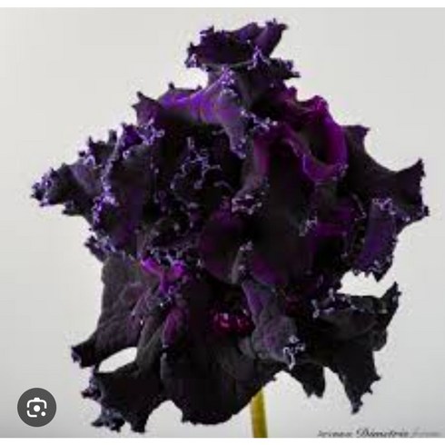 스트렙토카르푸스 DS-앙크르느와 2, 1개