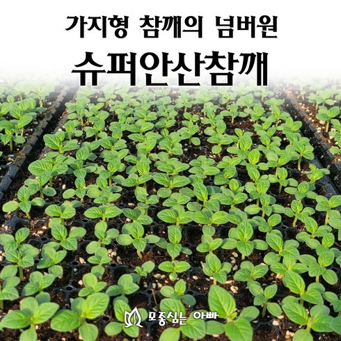 참깨모종 - [모종심는아빠] 가지형 참깨중의 넘버원 슈퍼안산참깨 200구 참깨모종, 1개